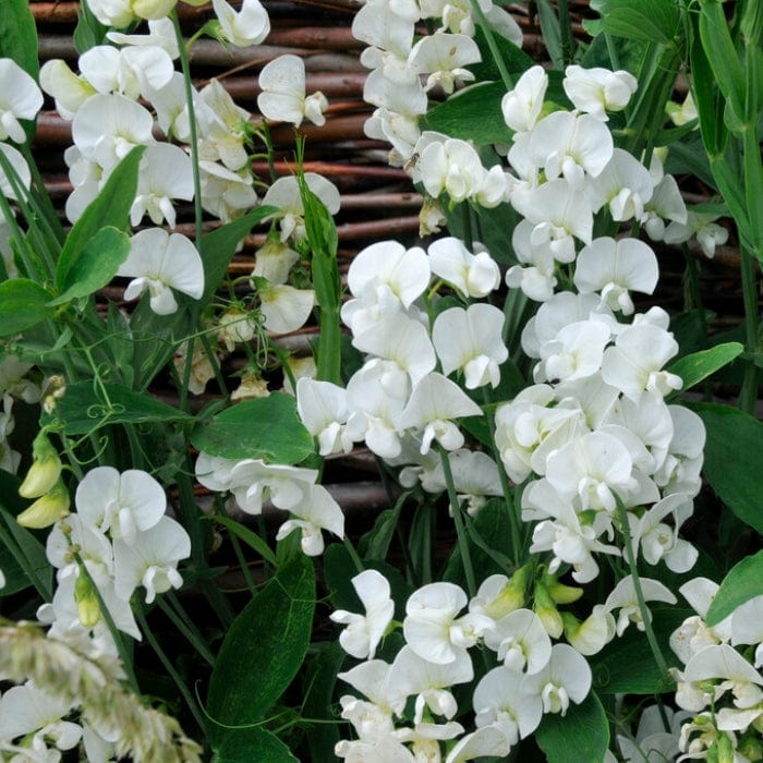 Everlasting Sweet Pea | Lathyrus latifolius 'White Pearl' - Image 2
