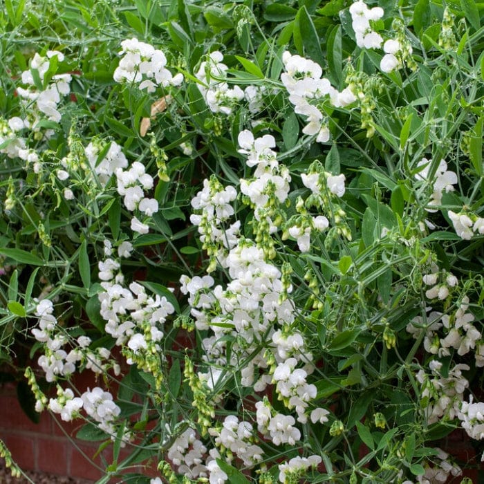 Everlasting Sweet Pea | Lathyrus latifolius 'White Pearl' - Image 4