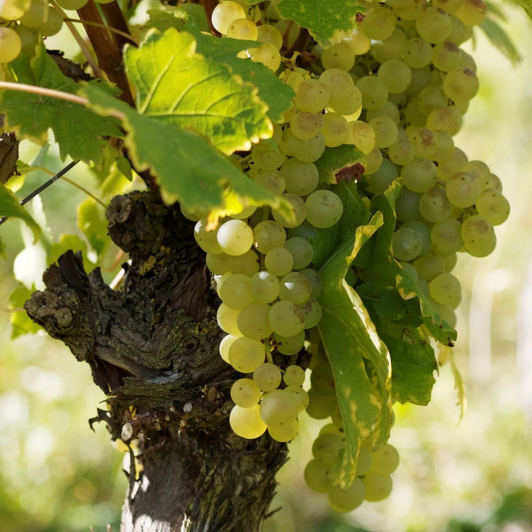 'Exalta' Outdoor Grape Vine