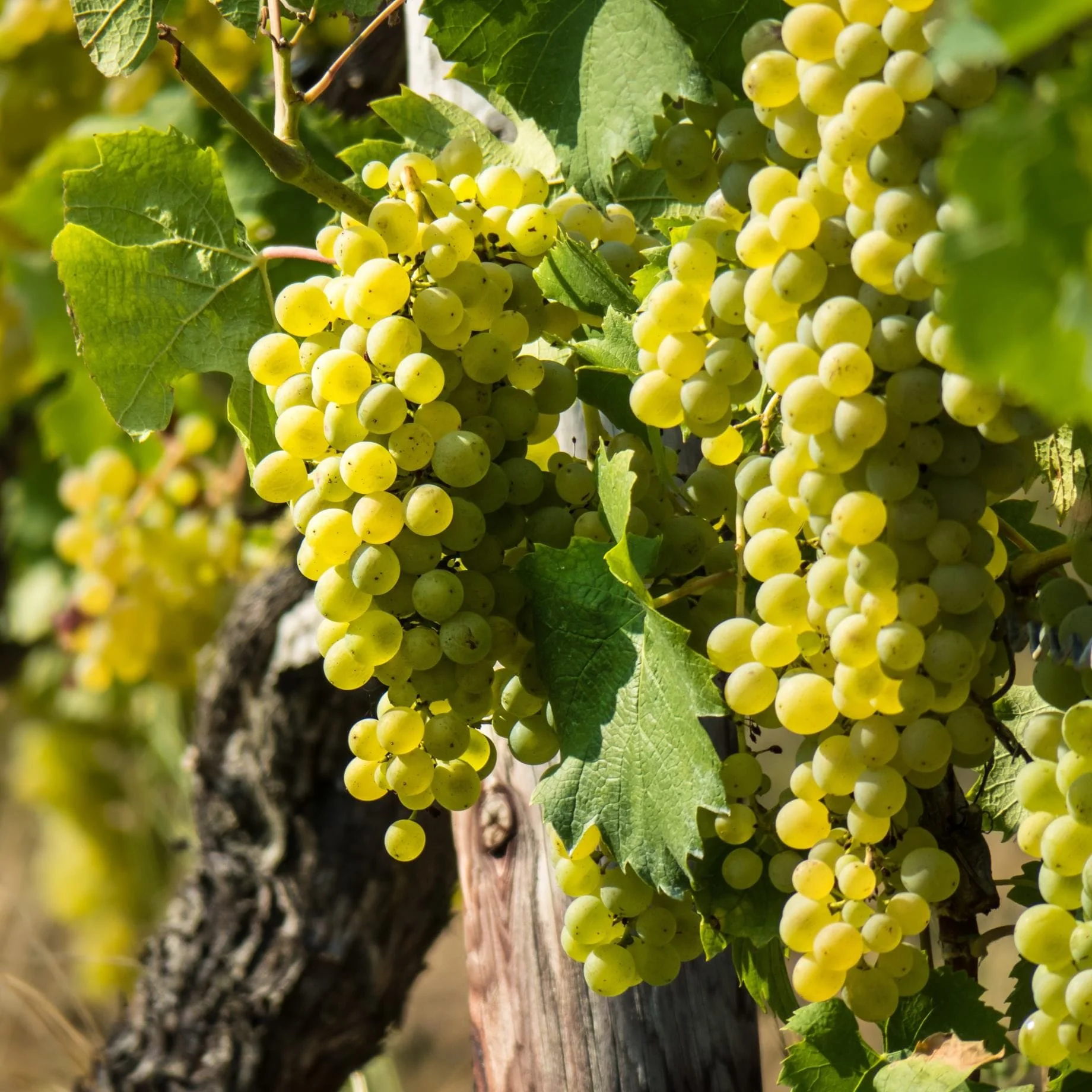 'Exalta' Outdoor Grape Vine - Image 2
