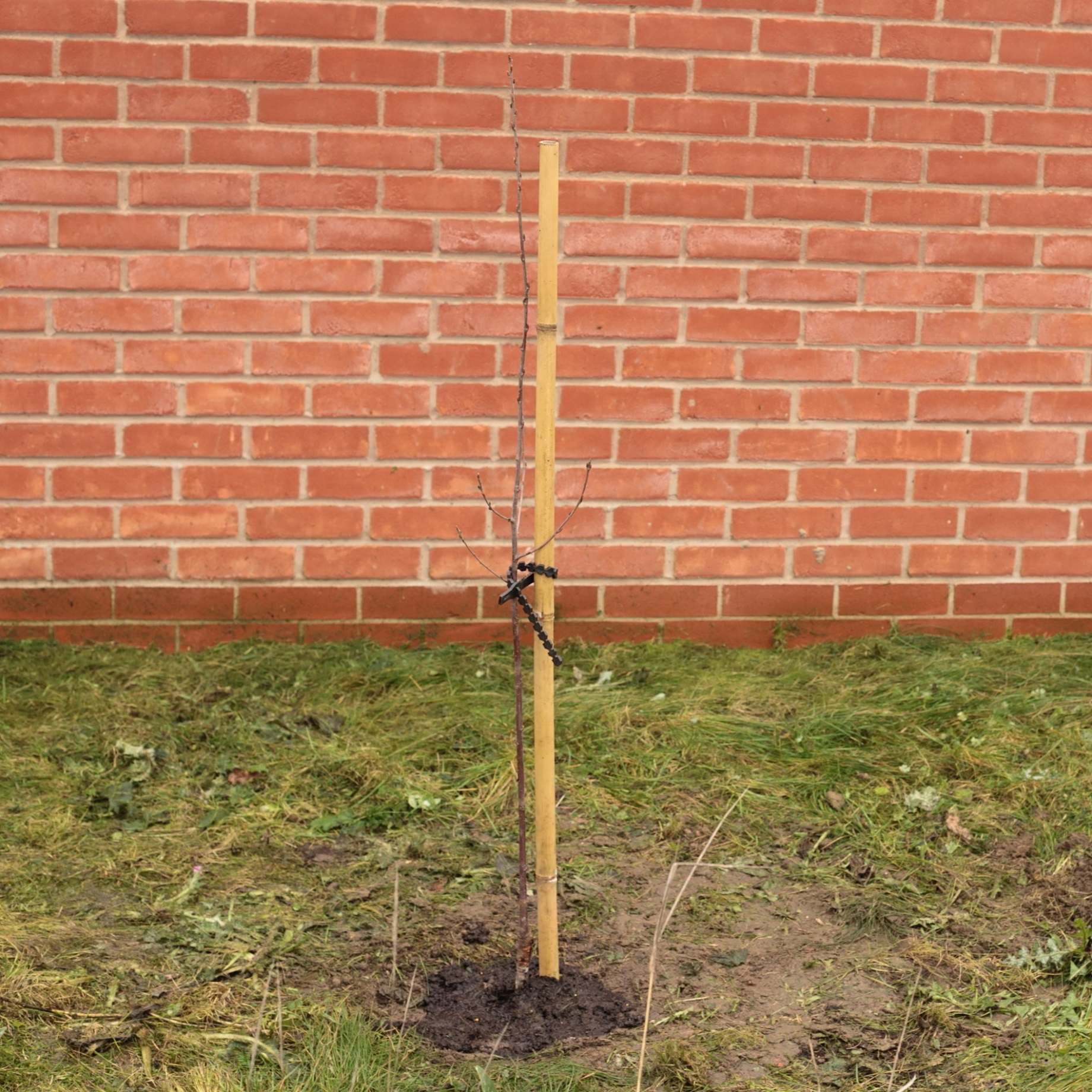 Extra Strong Tree Stake & Supersoft Tie - Image 2