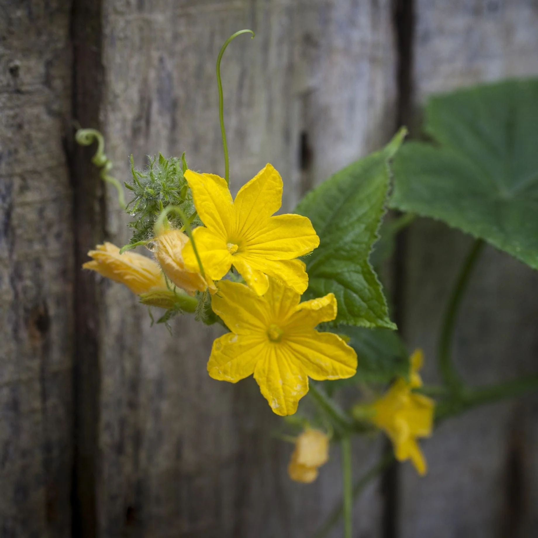 'F1 Femspot' Cucumber Plants - Image 2