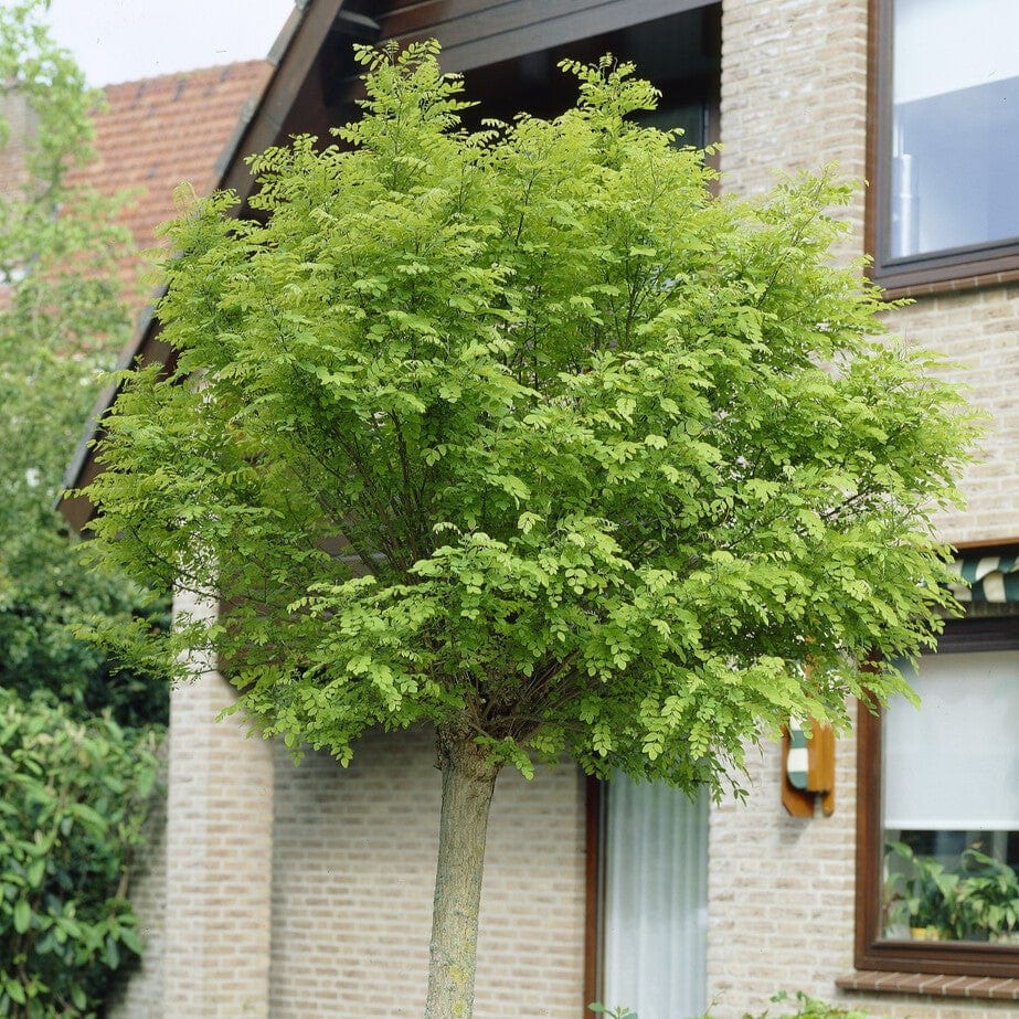 False Acacia Tree | Robinia pseudoacacia 'Rozynskiana'