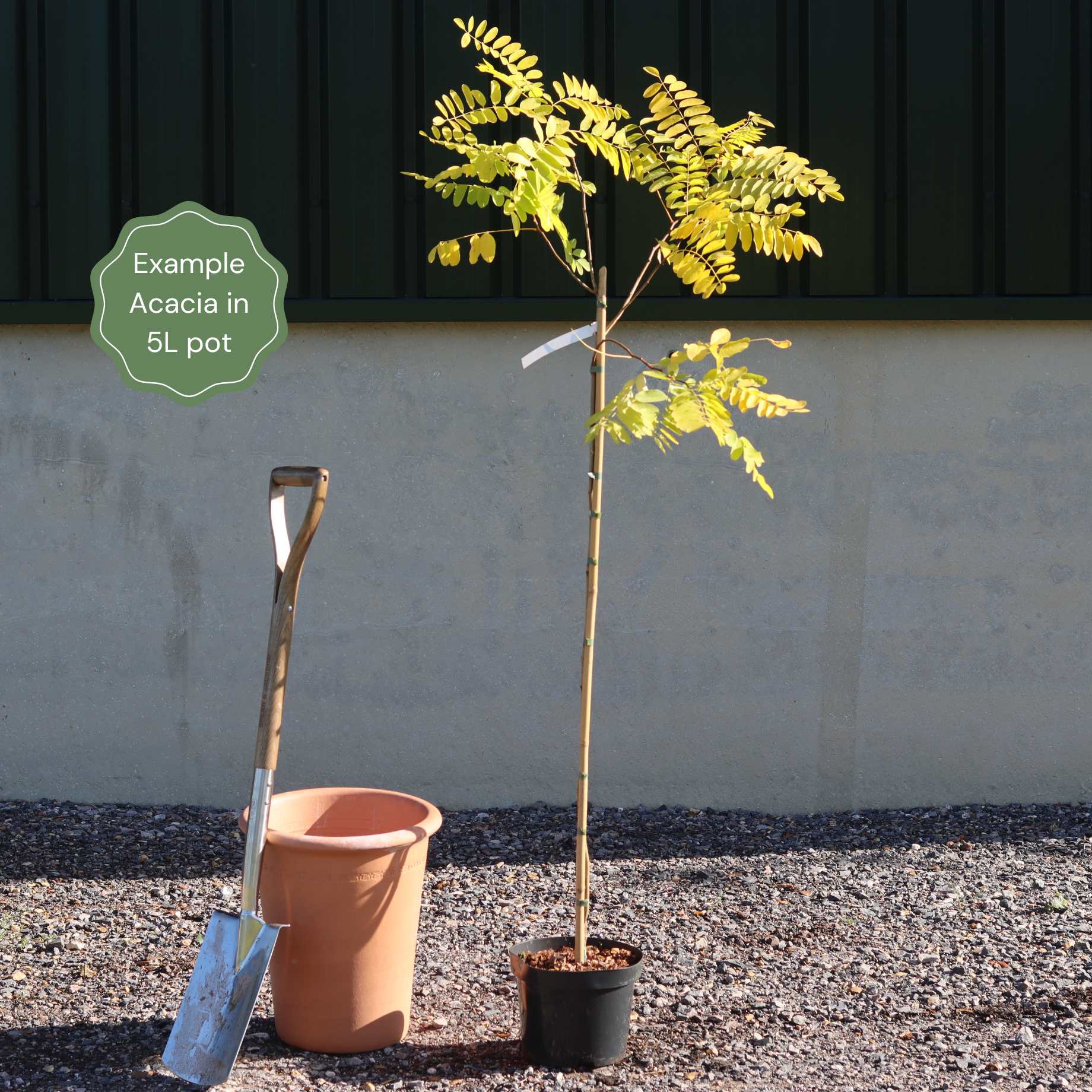 False Acacia Tree | Robinia pseudoacacia 'Rozynskiana' - Image 2