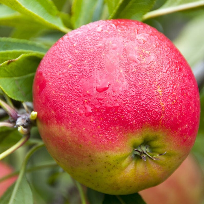 'Falstaff' Apple Tree - Image 3