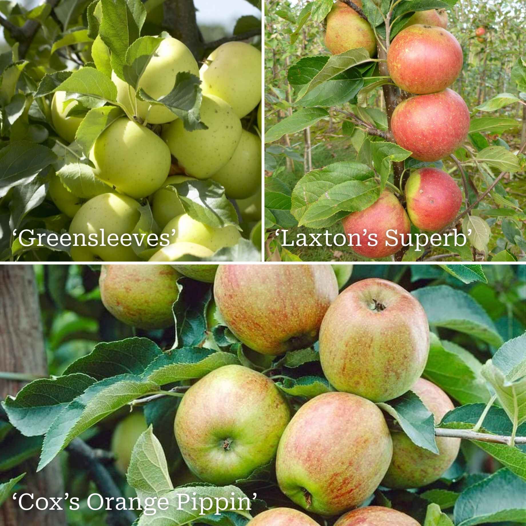Family Apple Tree - Image 10