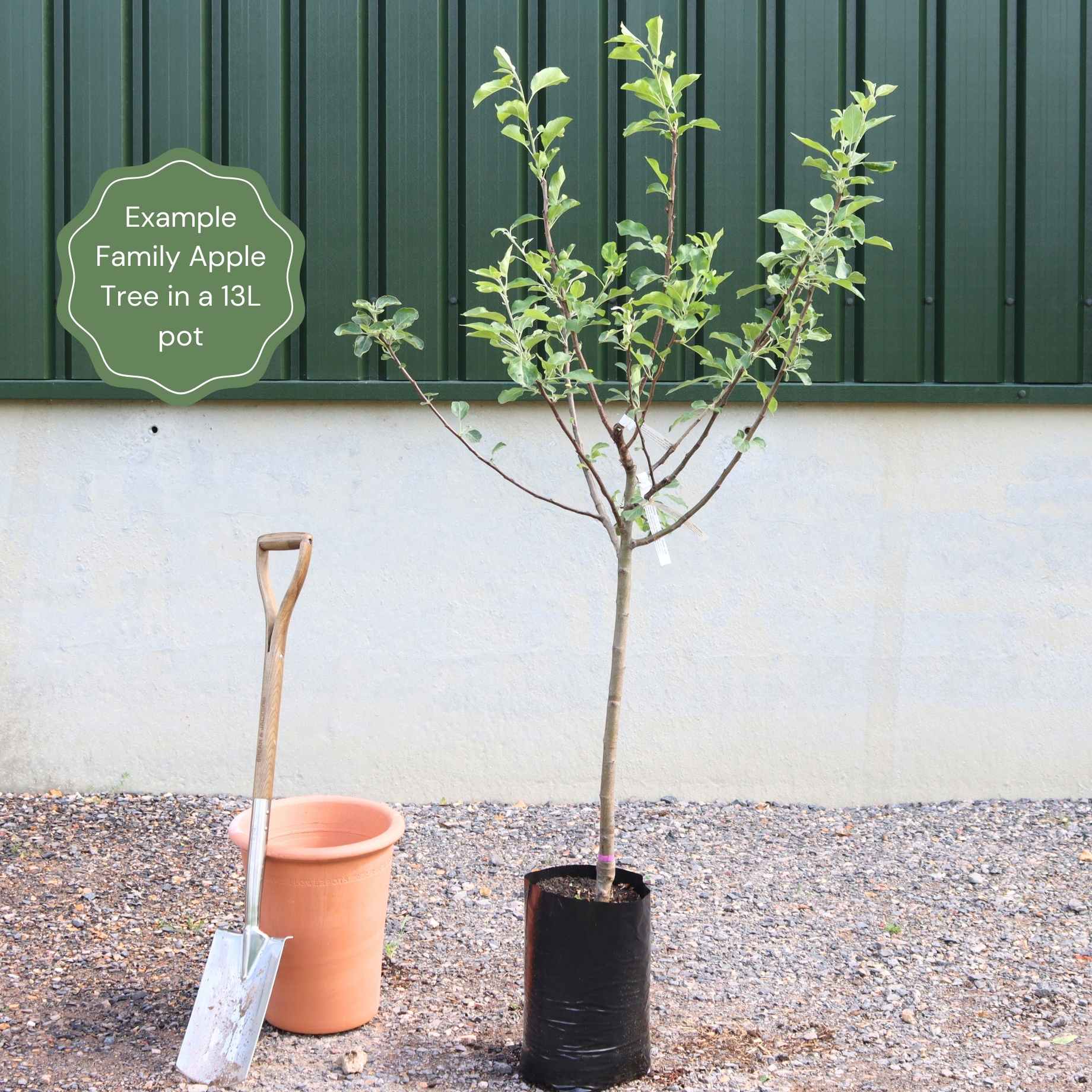 Family Apple Tree - Image 2