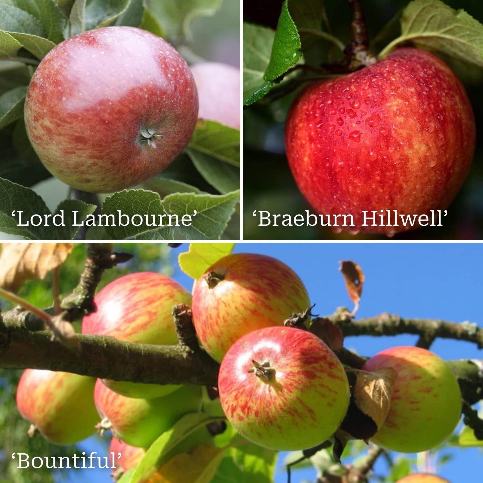Family Apple Tree - Image 4