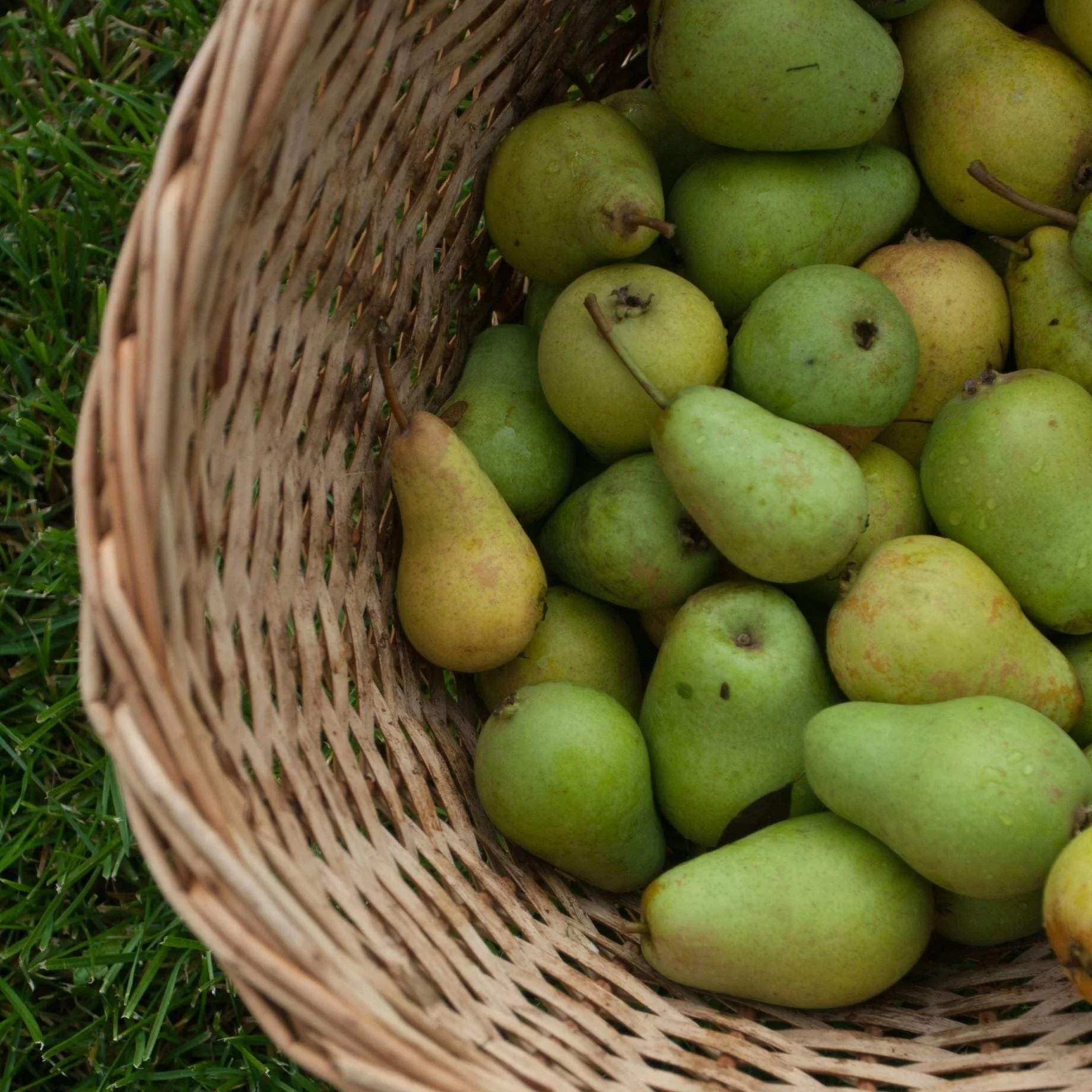 Family Pear Tree - Image 2