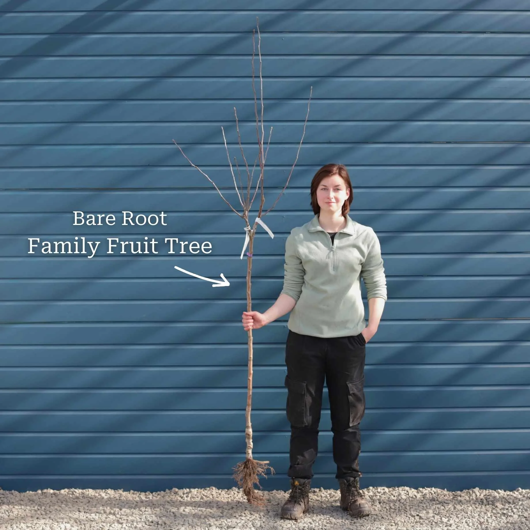 Family Pear Tree - Image 3