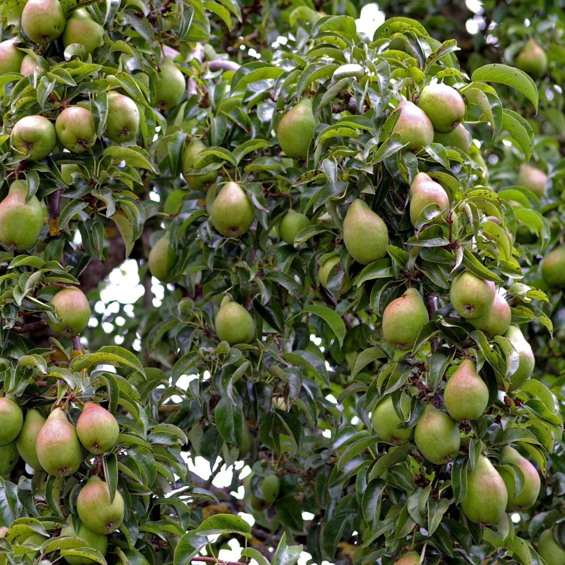 Family Pear Tree - Image 4