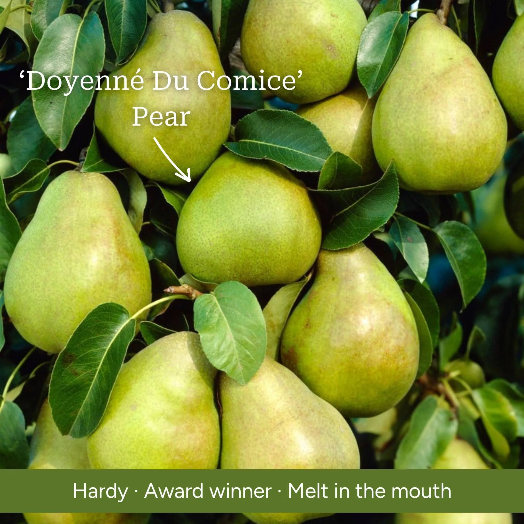Patio Pear Tree - Image 8