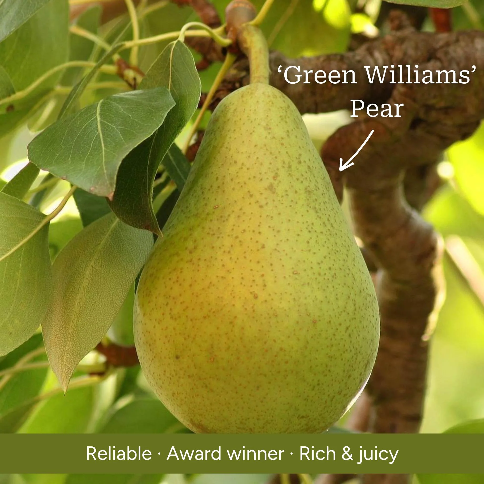 Espalier Pear Tree - Image 5