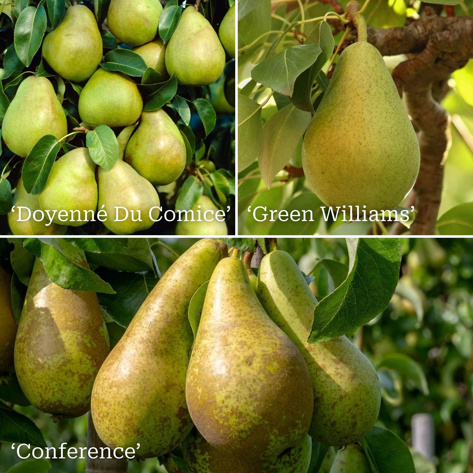 Family Pear Tree - Image 9