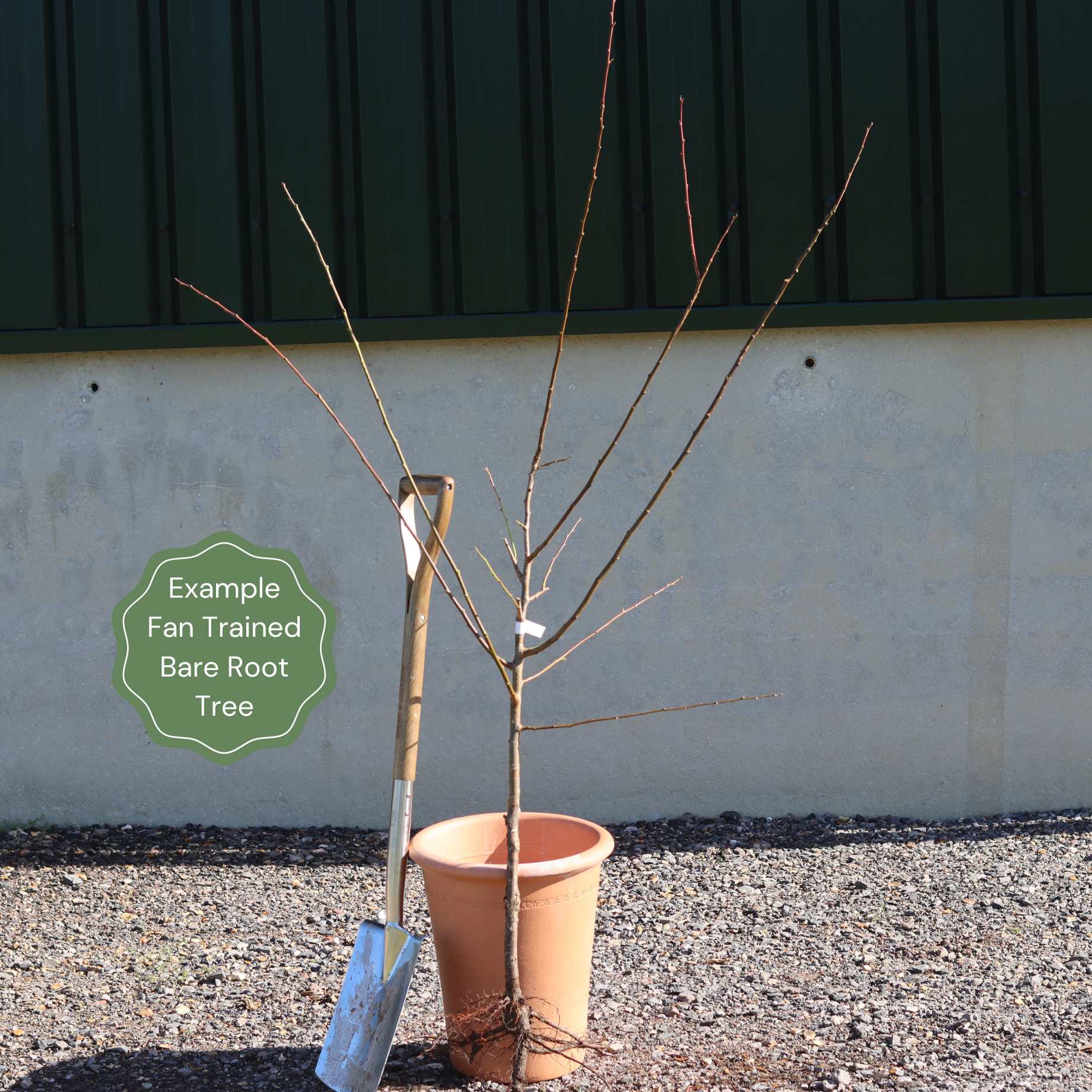 Fan-Trained Plum Tree - Image 3