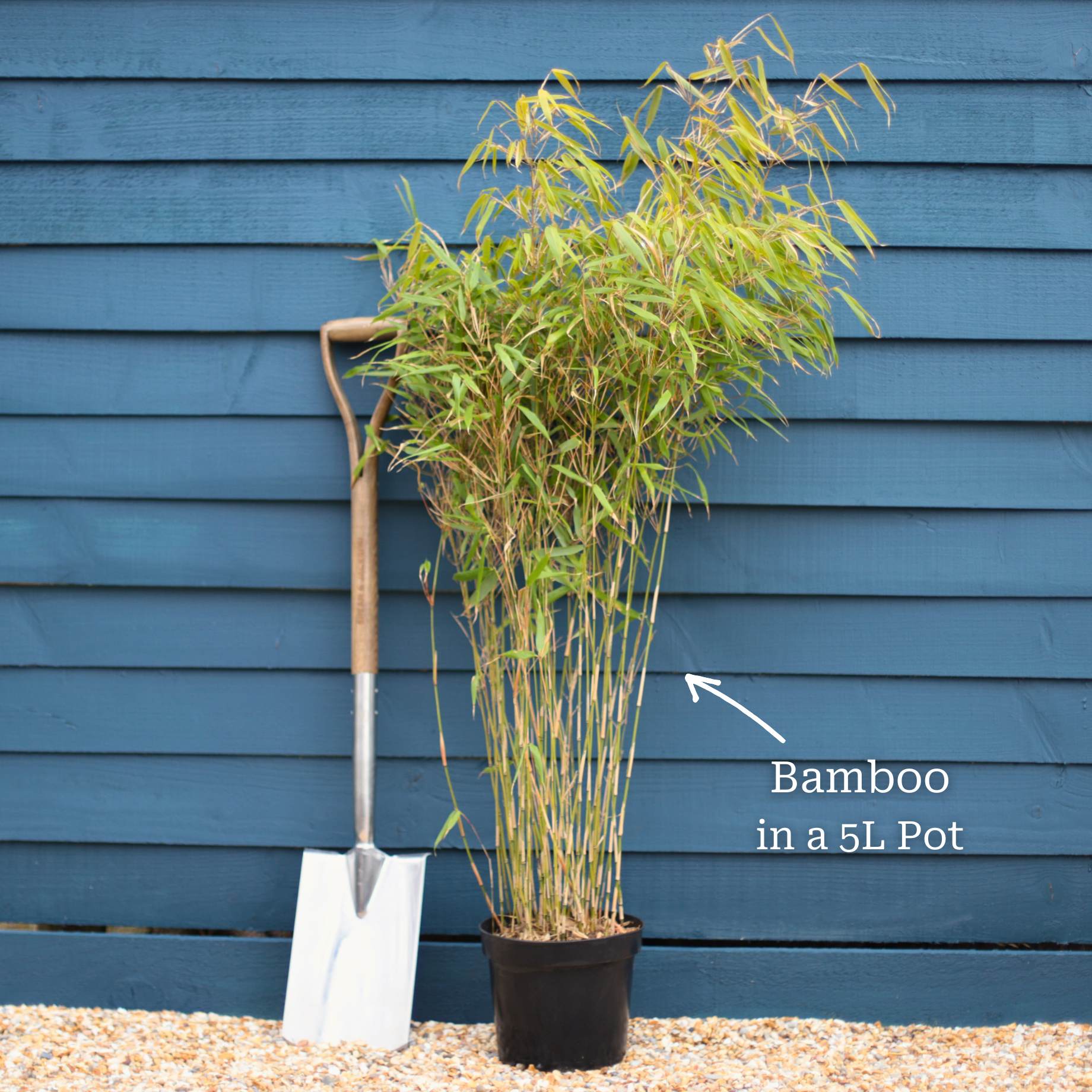 Clumping Black Bamboo | Fargesia nitida 'Black Pearl' - Image 3