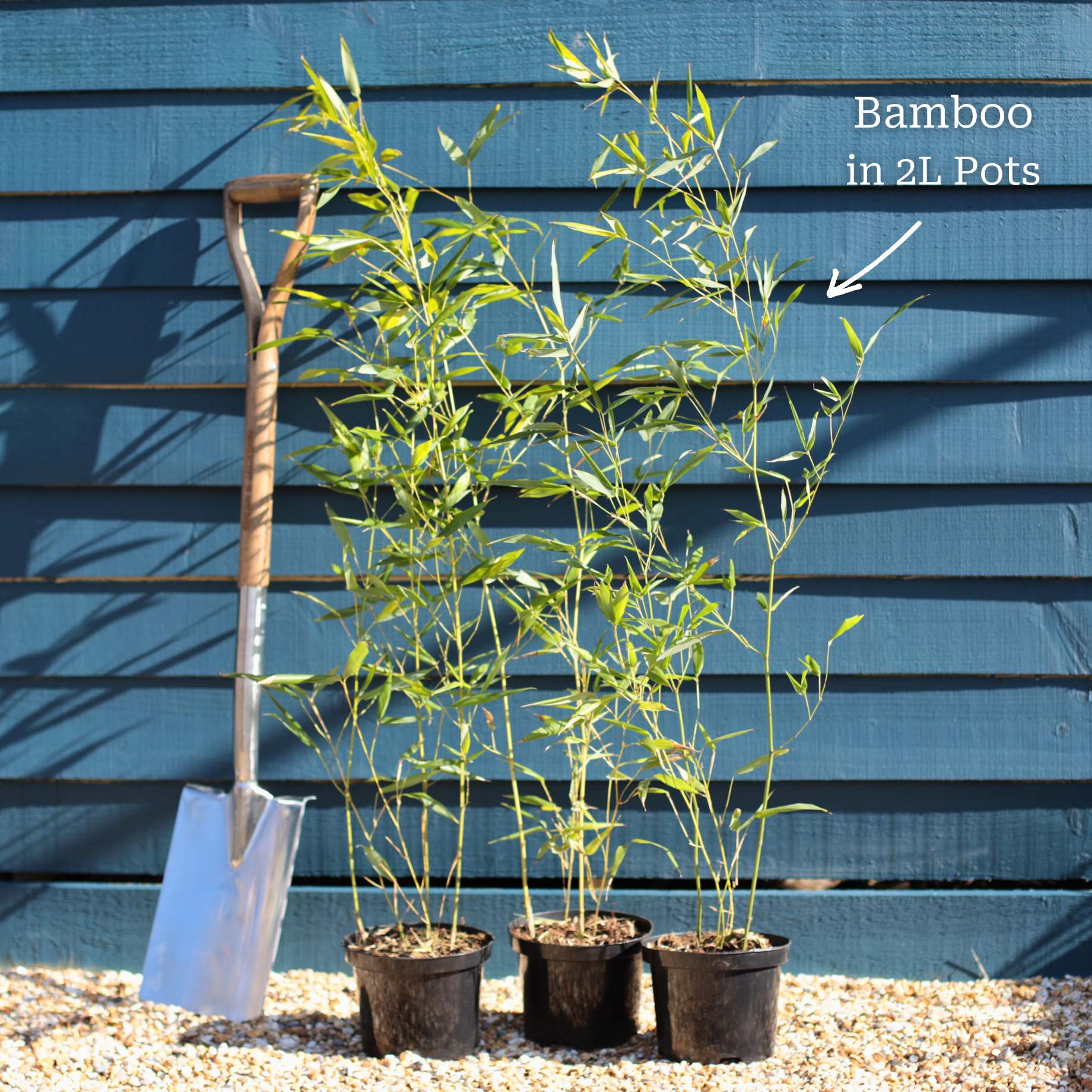 Clumping Black Bamboo | Fargesia nitida 'Black Pearl' - Image 4