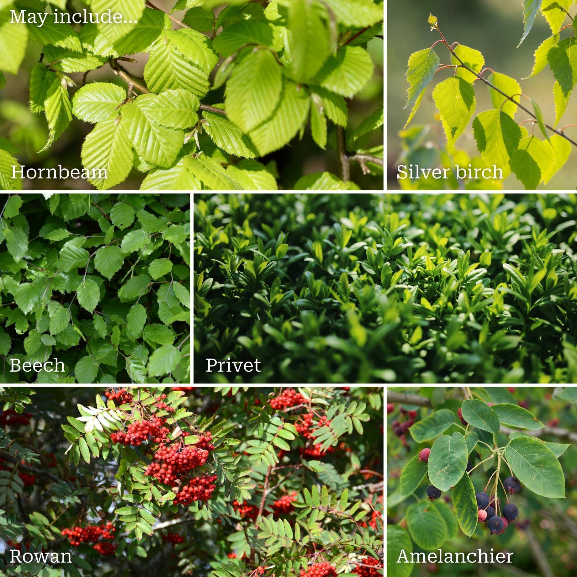 Fast Growing Hedging Mix | Growers' Choice - Image 2