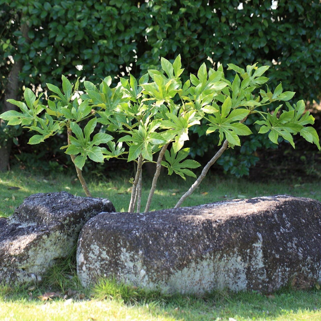 Fatsia japonica - Image 10