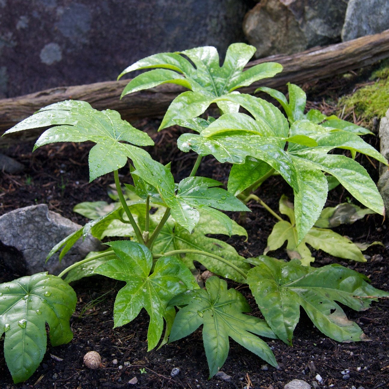 Fatsia japonica - Image 11