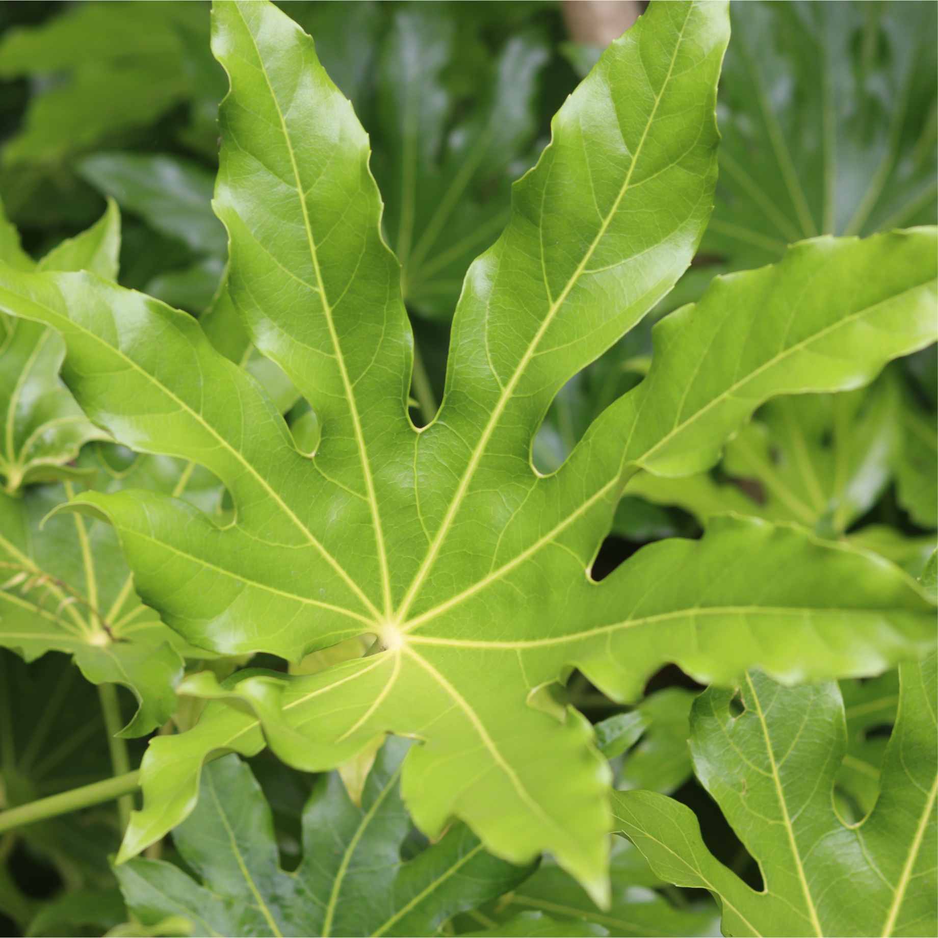 Fatsia japonica - Image 3