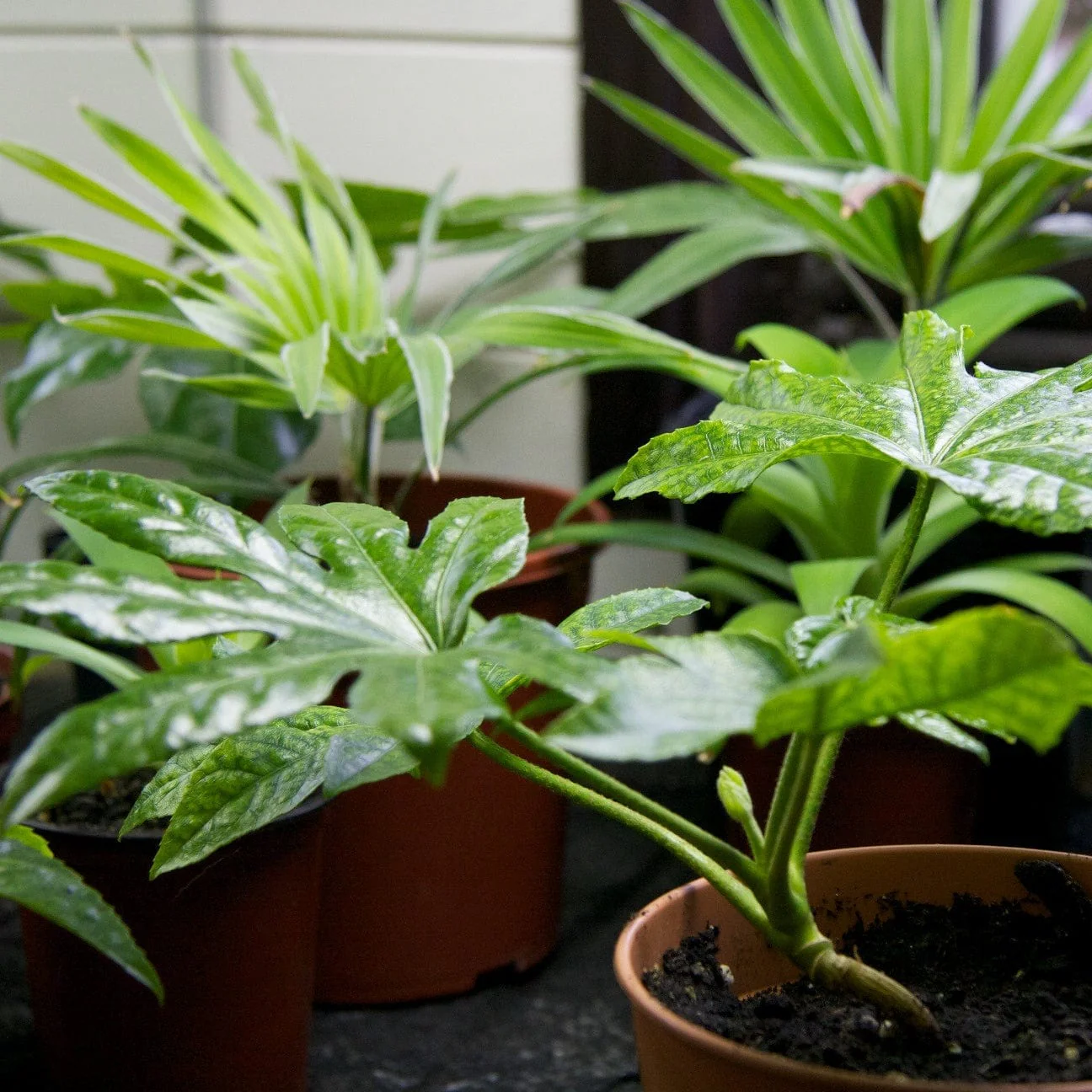 Fatsia japonica - Image 5