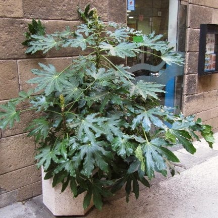 Fatsia japonica - Image 6
