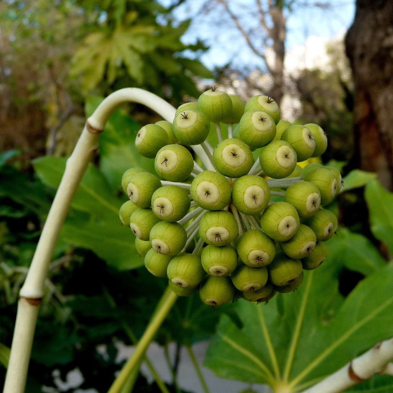 Fatsia japonica - Image 8