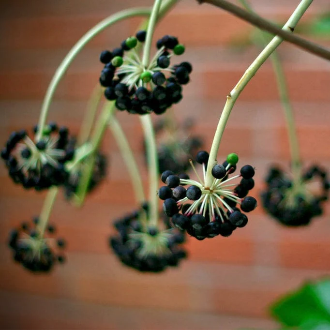 Fatsia japonica - Image 9