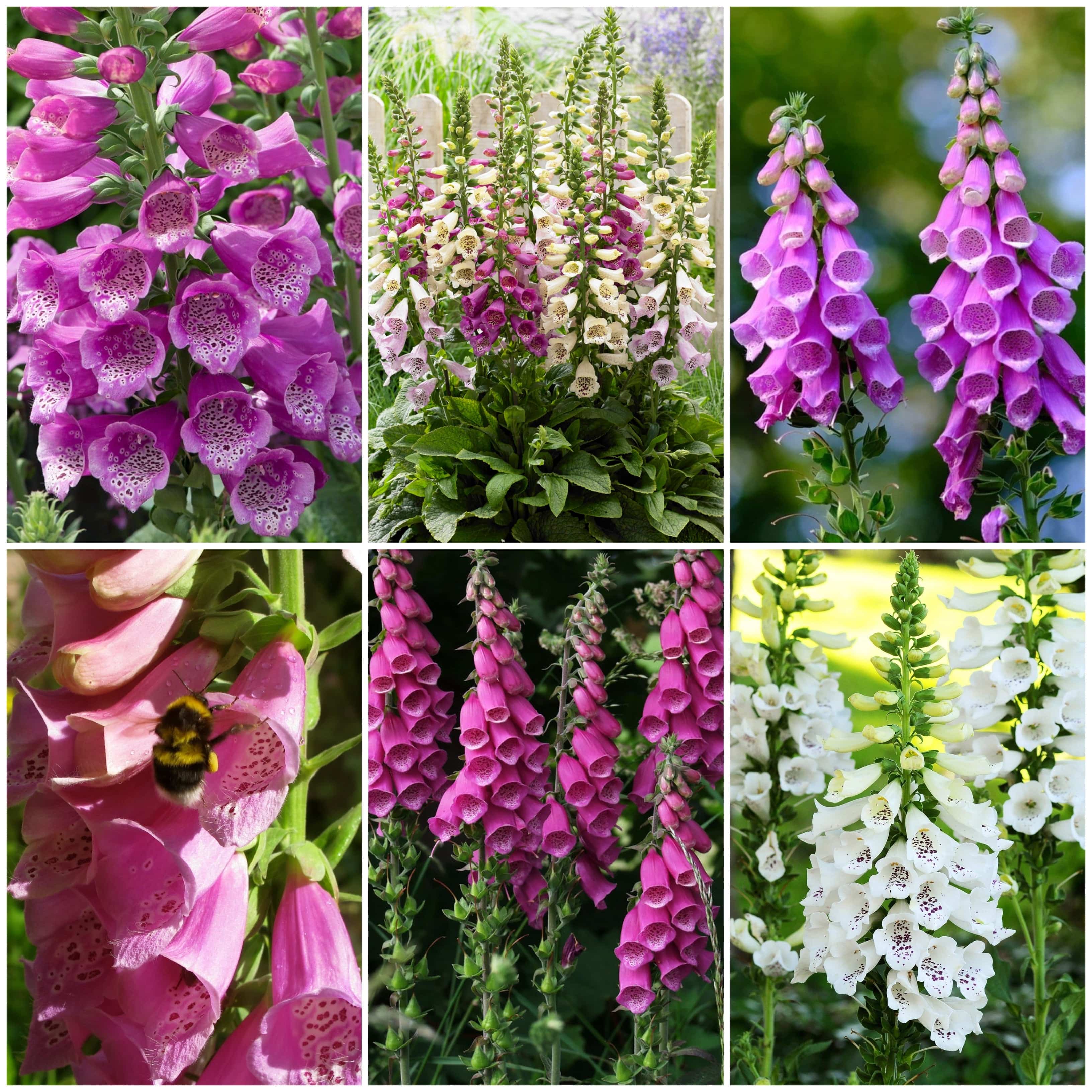 Favourite Foxgloves Collection