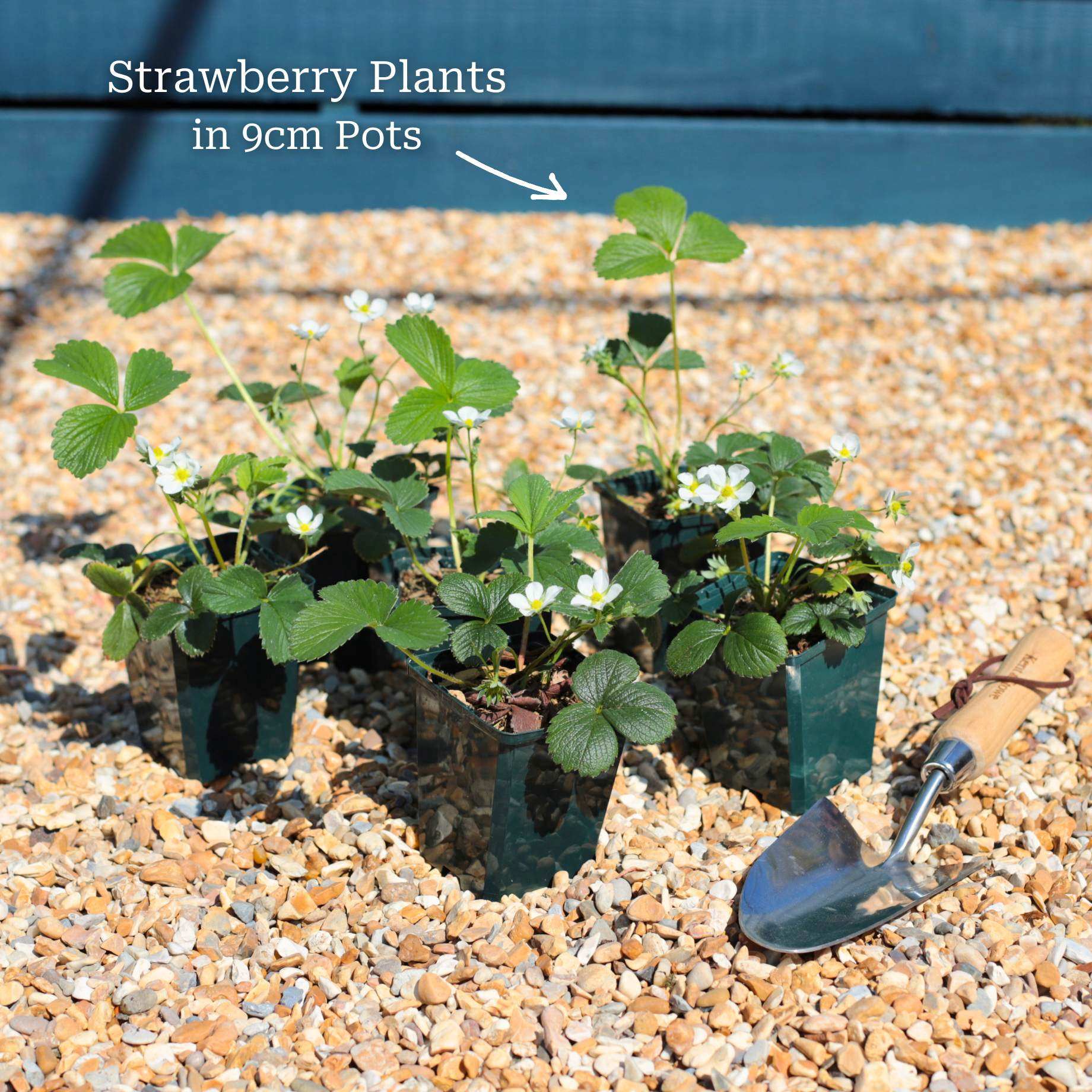 'Florence' Strawberry Plants - Image 4