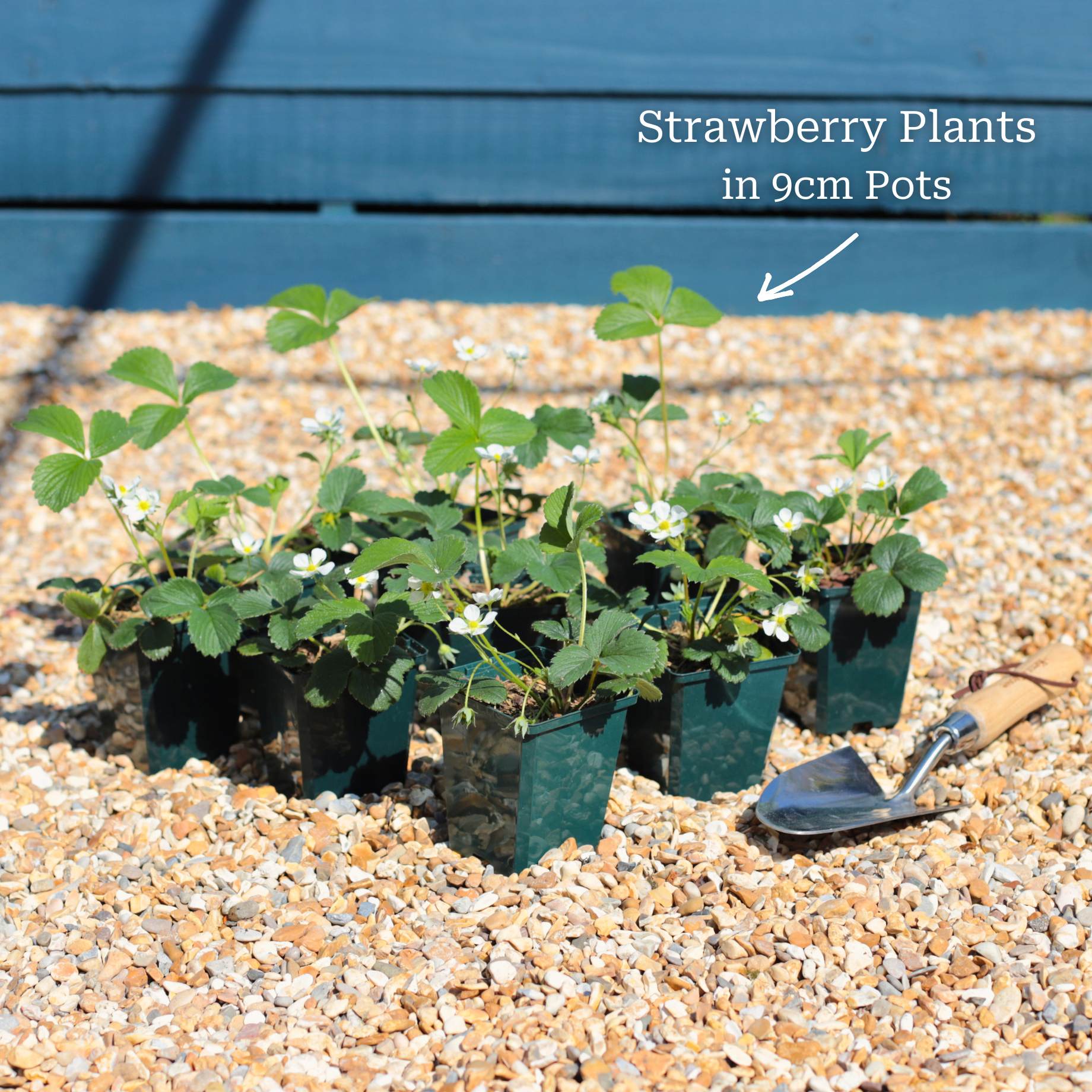 'Florence' Strawberry Plants - Image 5