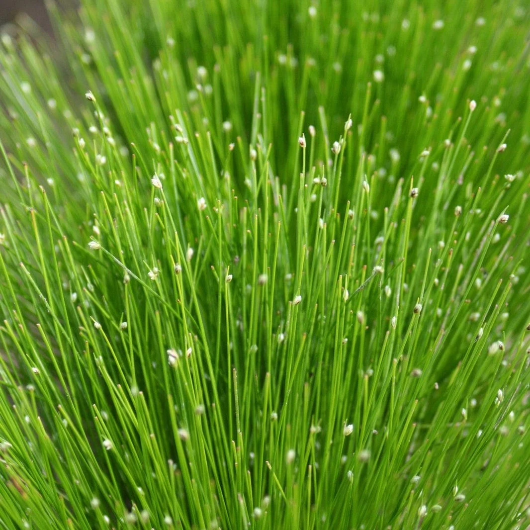 Oxygenating Fibre Optic Plant | Isolepsis cerna