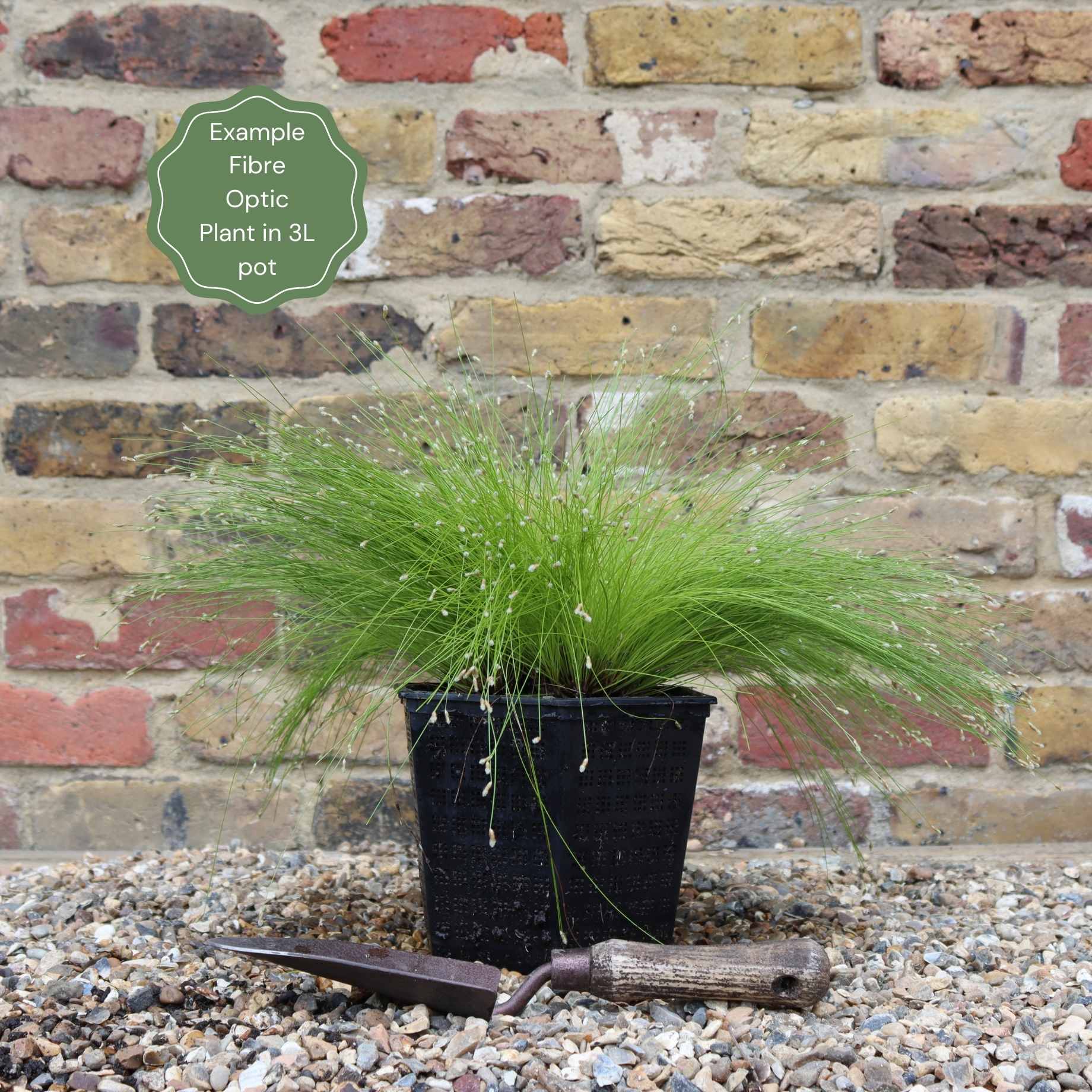 Oxygenating Fibre Optic Plant | Isolepsis cerna - Image 5