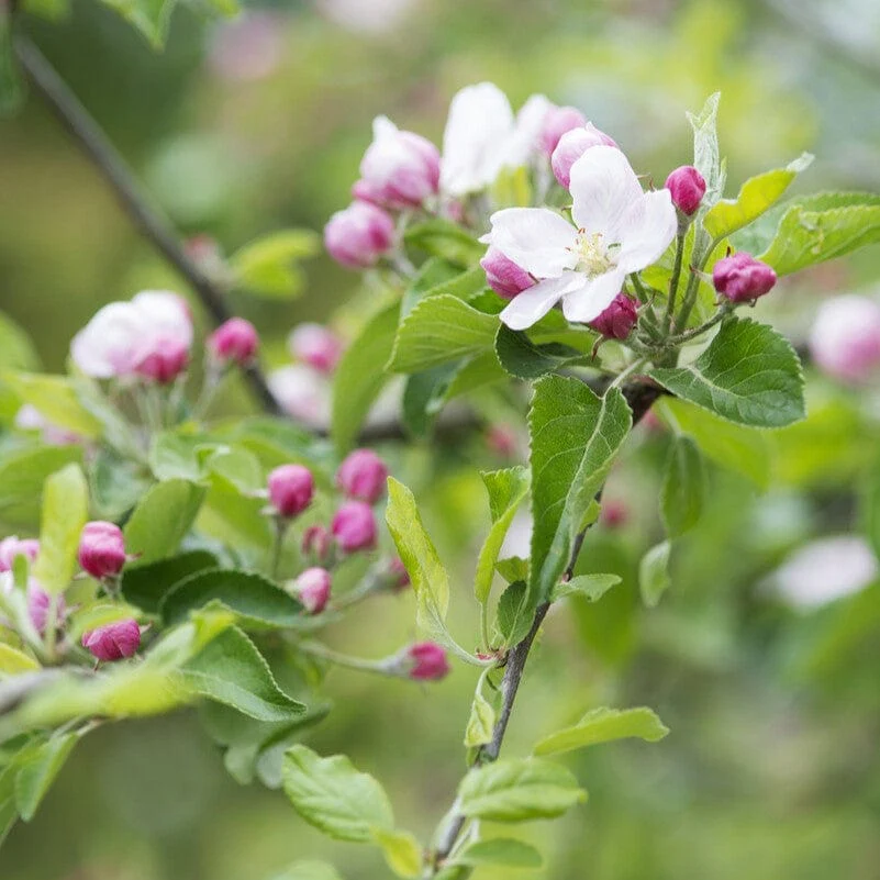 'Fiesta' Apple Tree - Image 2