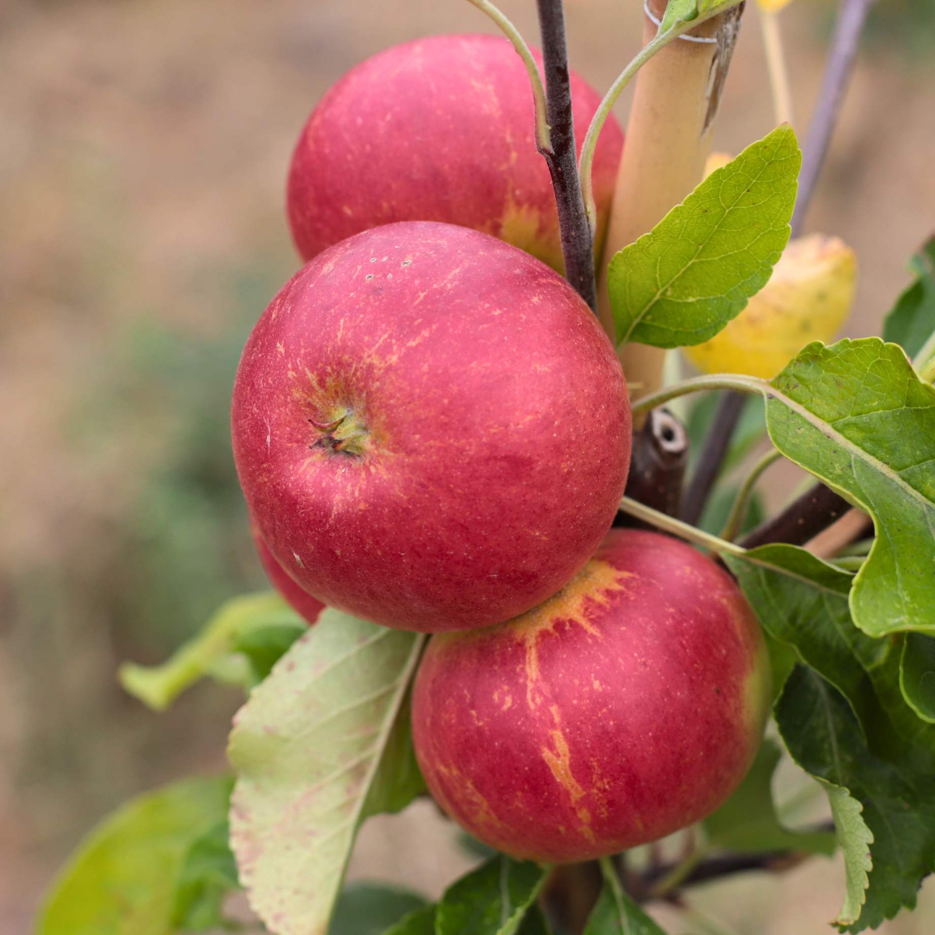 'Fiesta' Apple Tree - Image 3