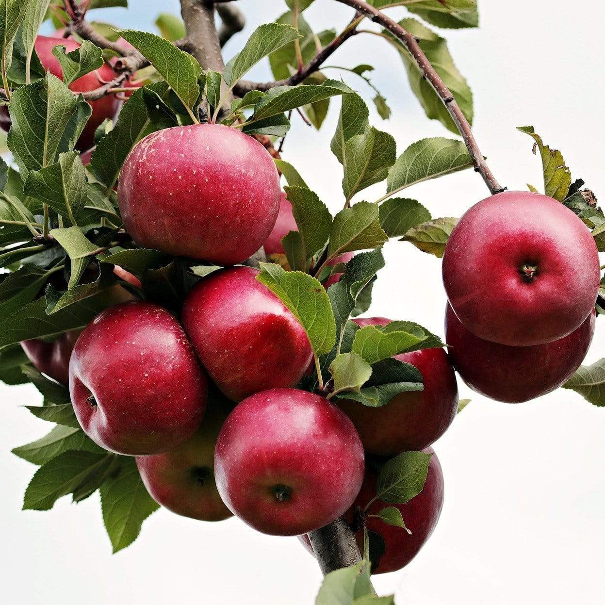 'Fiesta' Apple Tree - Image 5