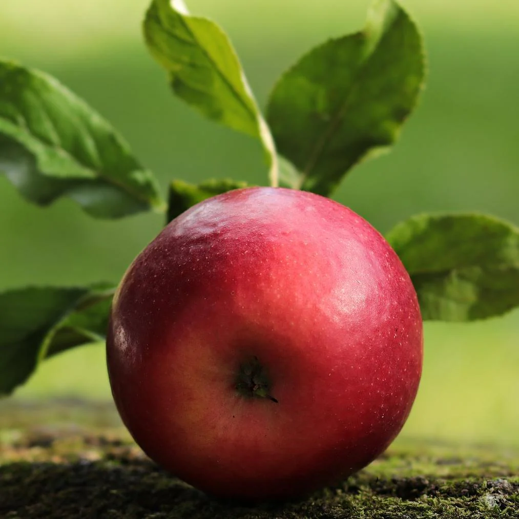 'Fiesta' Apple Tree - Image 6