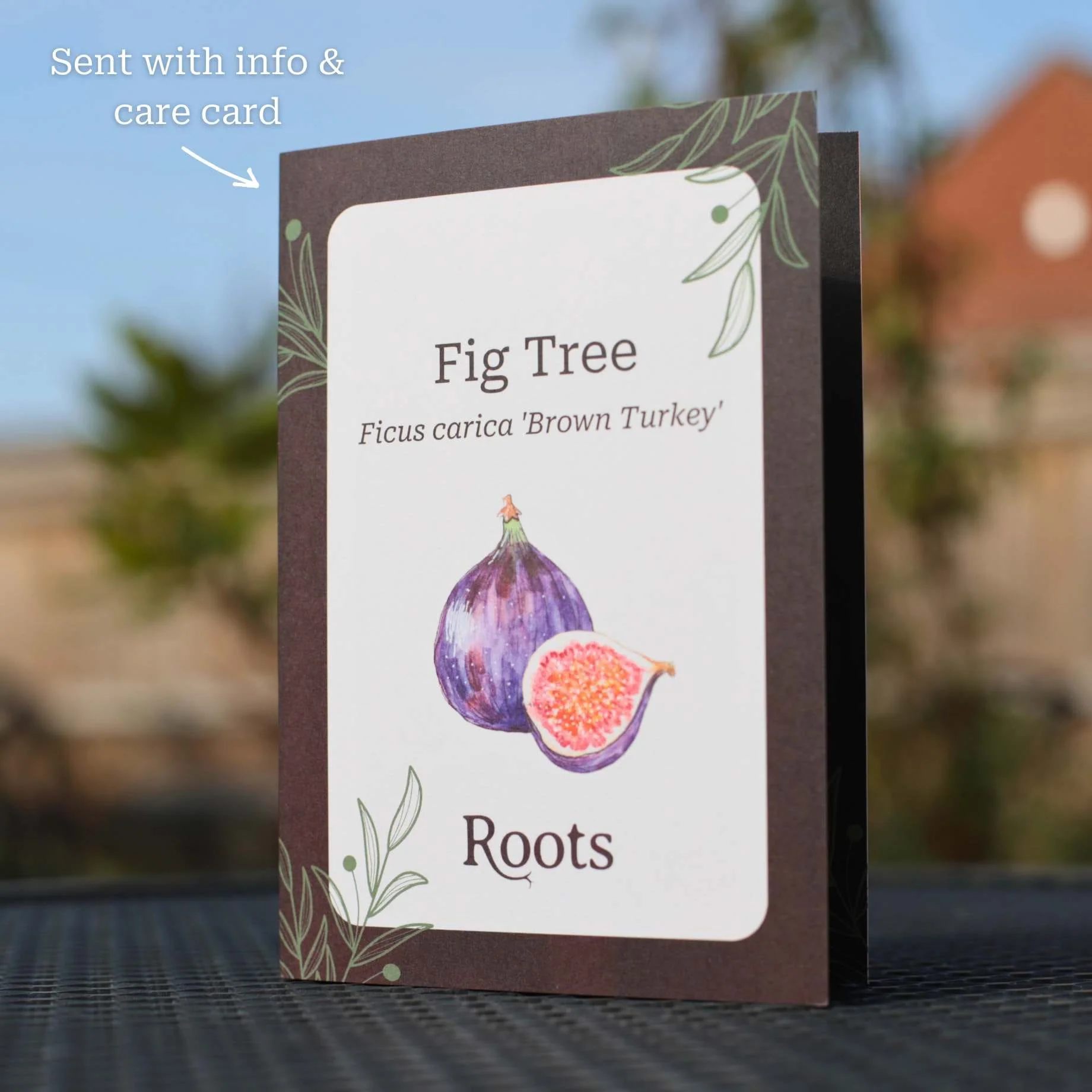 Fig Tree Gift - Image 3