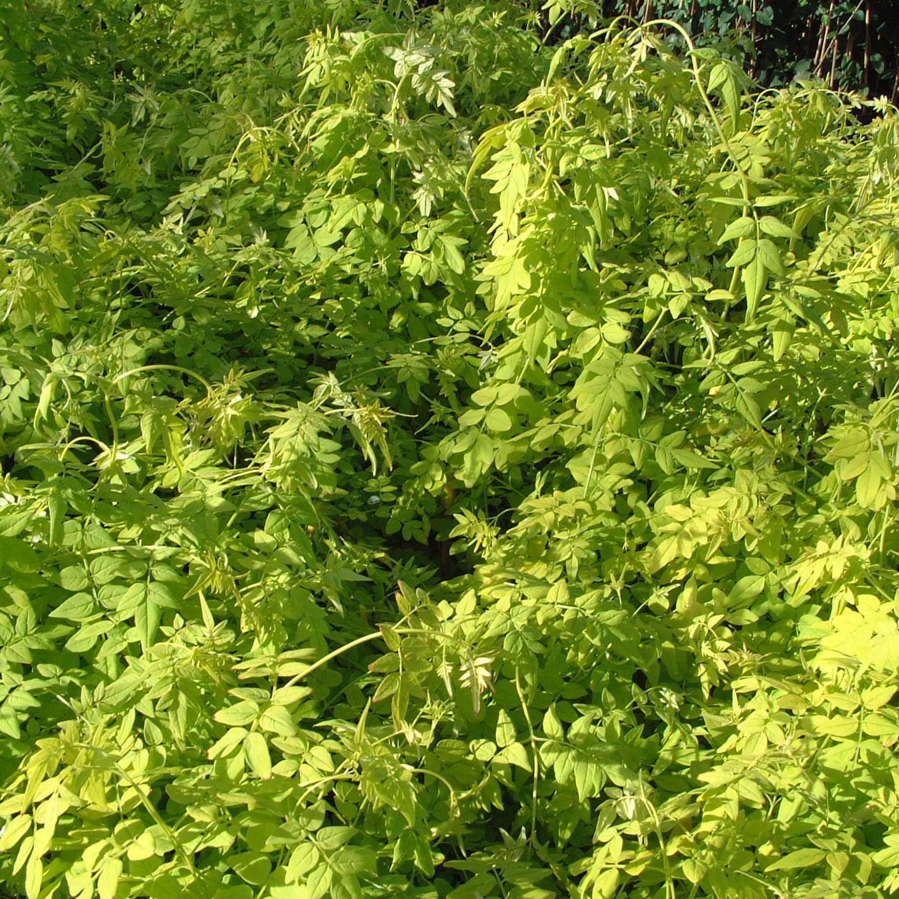 'Fiona Sunrise' Jasmine | Jasminum officinale