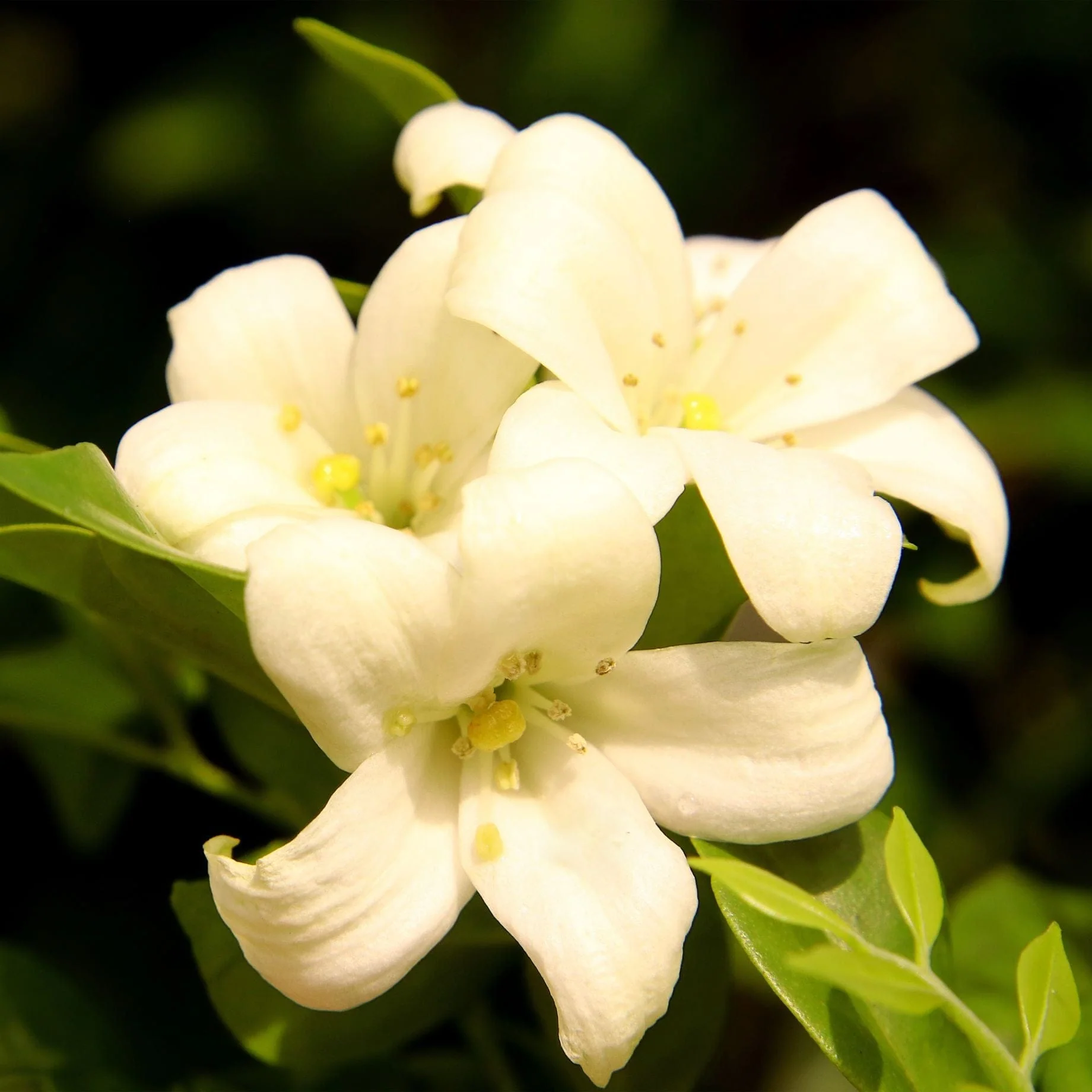 'Fiona Sunrise' Jasmine | Jasminum officinale - Image 2