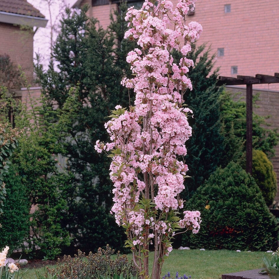 Flagpole Cherry Blossom Tree | Prunus 'Amanogawa' - Image 2