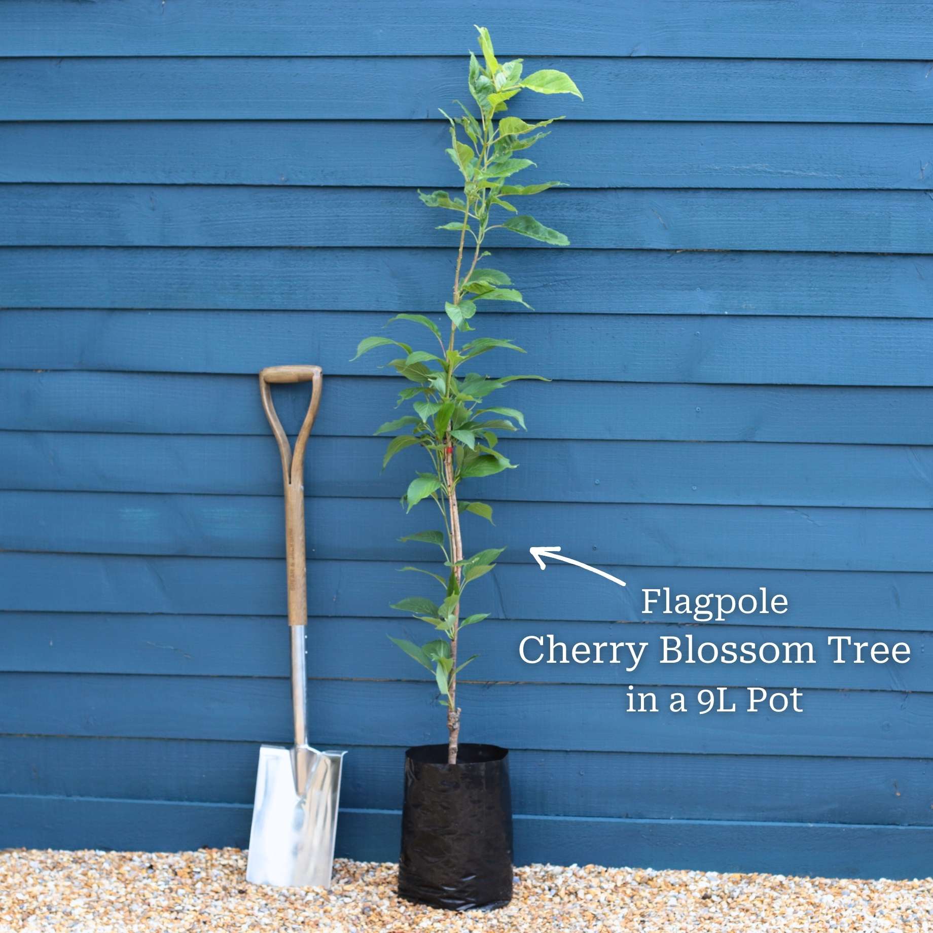 Flagpole Cherry Blossom Tree | Prunus 'Amanogawa' - Image 3