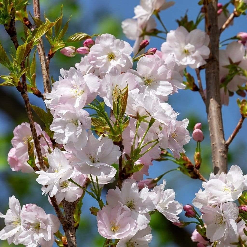 Flagpole Cherry Blossom Tree | Prunus 'Amanogawa' - Image 4