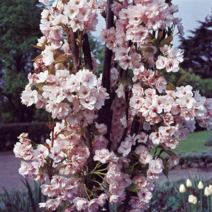 Flagpole Cherry Blossom Tree | Prunus 'Amanogawa' - Image 7