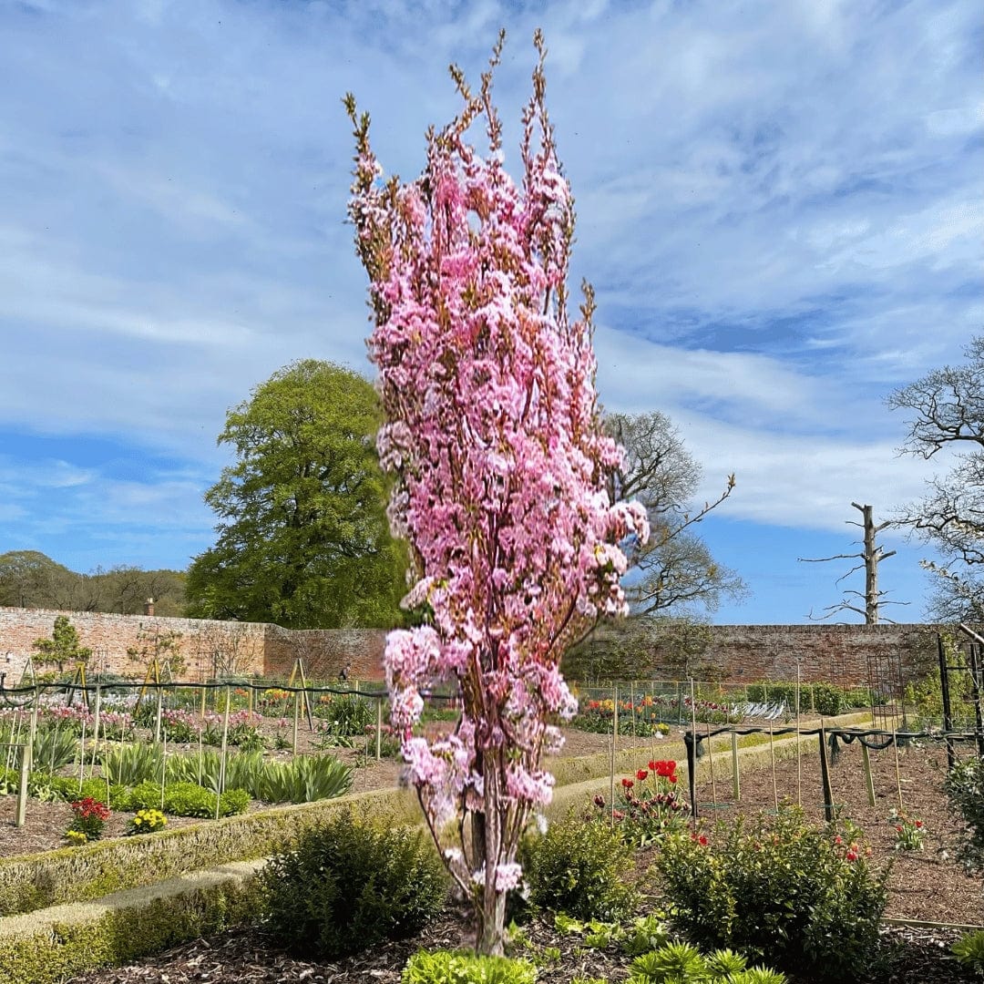 Flagpole Cherry Blossom Tree | Prunus 'Amanogawa' - Image 8