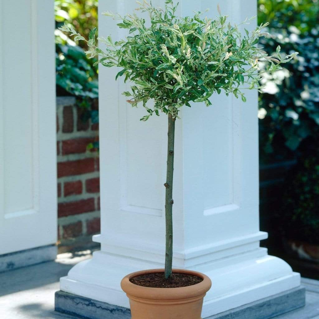 Flamingo Willow Tree | Salix integra 'Hakuro-Nishiki' - Image 11