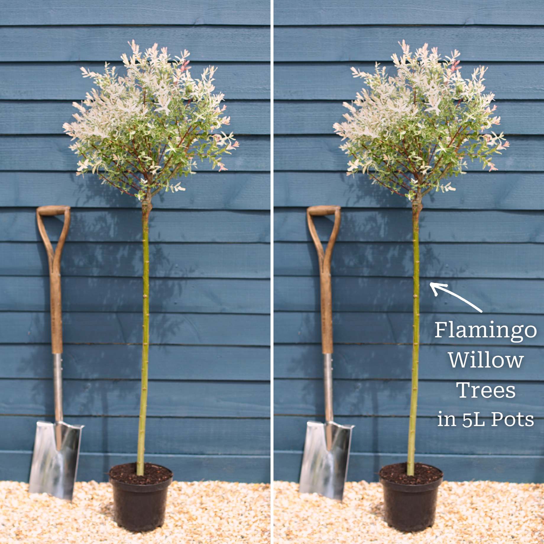 Flamingo Willow Tree | Salix integra 'Hakuro-Nishiki' - Image 12