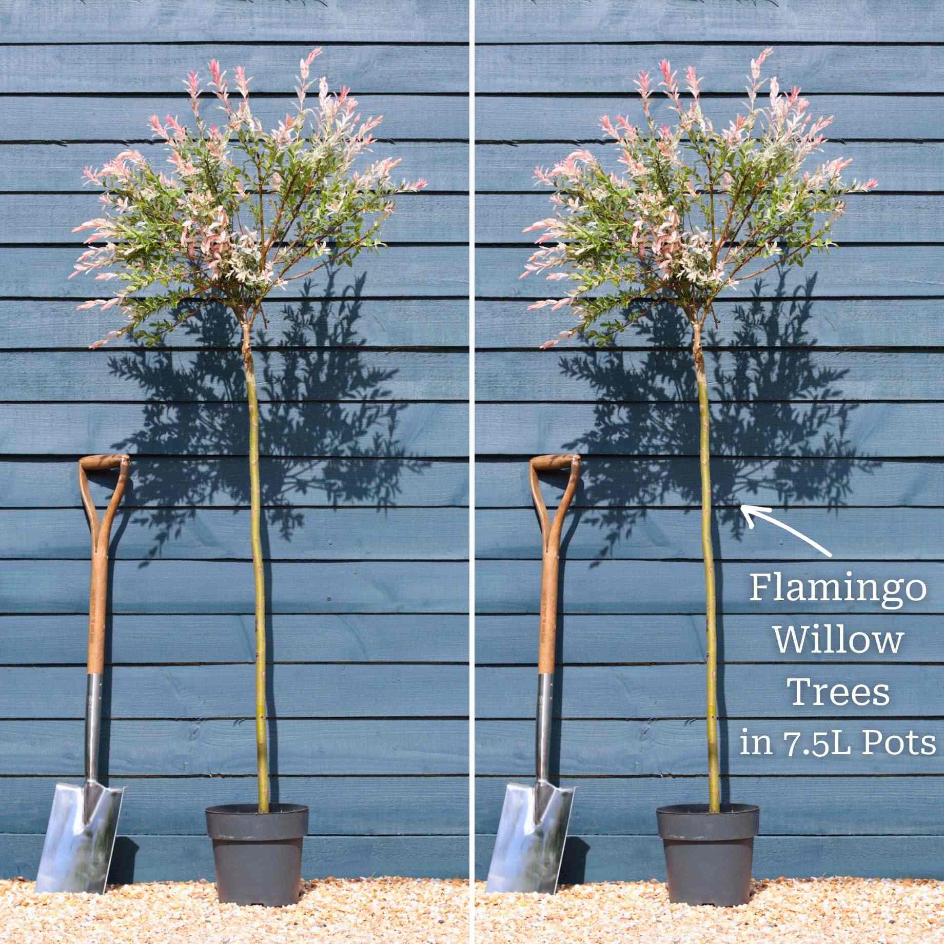 Flamingo Willow Tree | Salix integra 'Hakuro-Nishiki' - Image 13