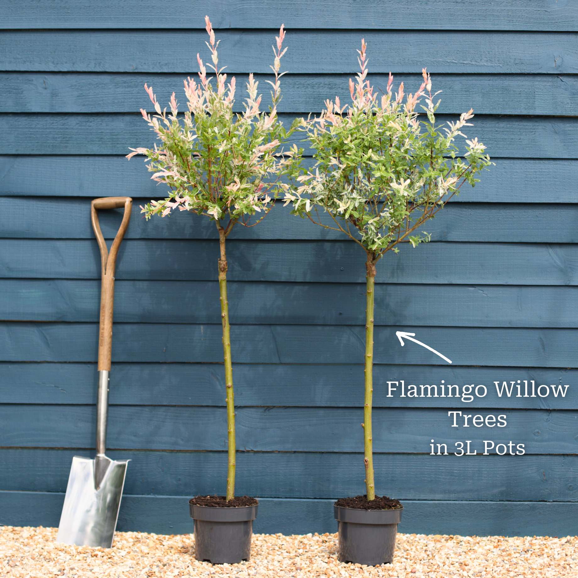 Flamingo Willow Tree | Salix integra 'Hakuro-Nishiki' - Image 3